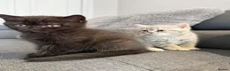 British Shorthair cats for sale: Beautiful British Shorthair Kittens 7 Weeks Old 🐾 - Advert 6