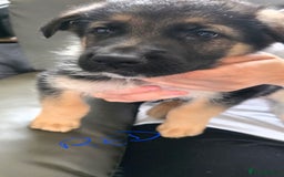 German Shepherd dogs for sale: German shepherd pups - Image 4