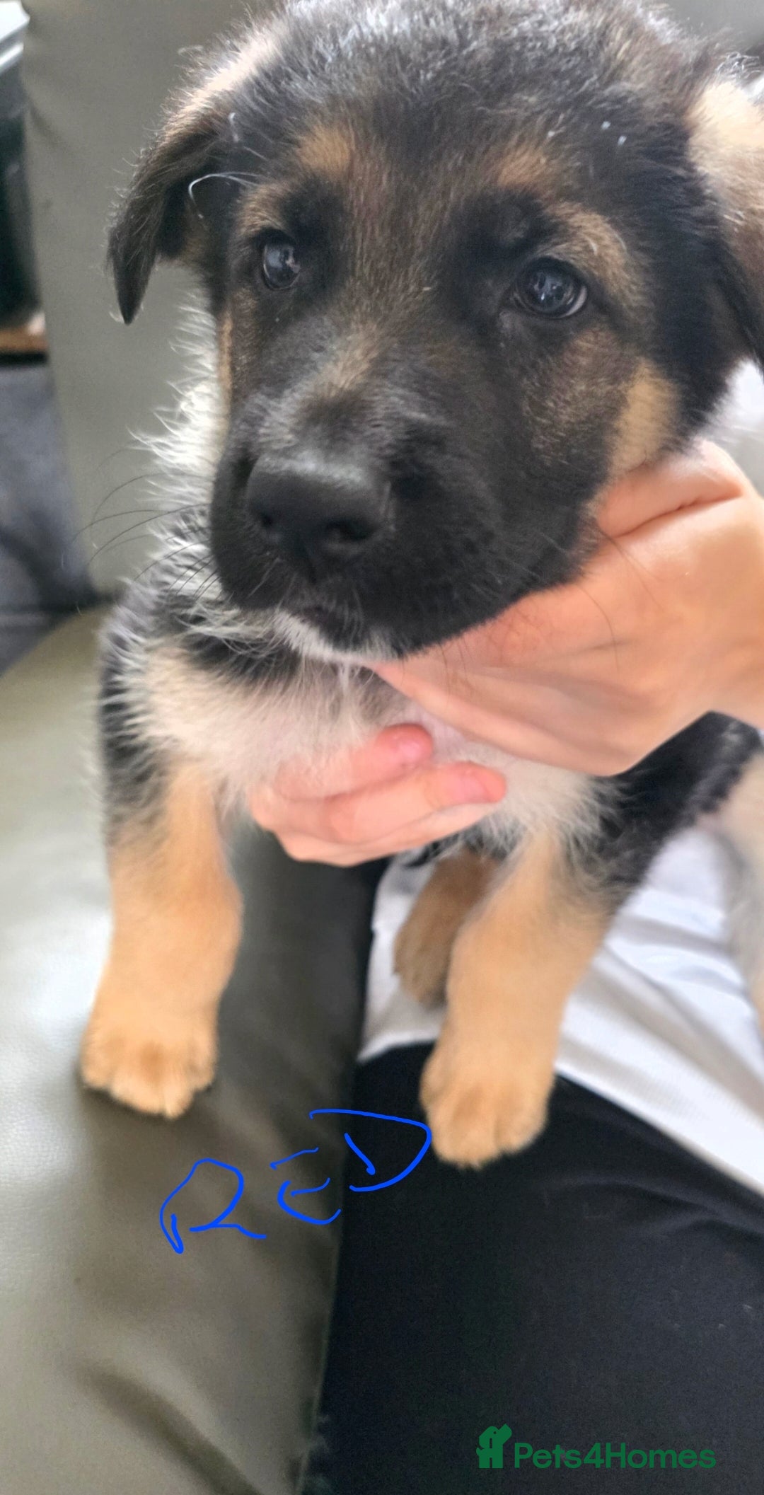 German Shepherd dogs for sale: German shepherd pups - Image 4