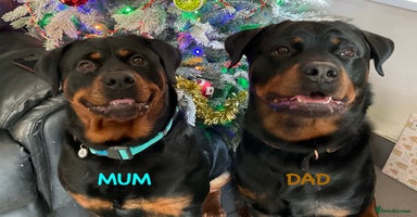 Rottweiler dogs - Advert 2