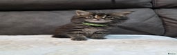 Maine Coon cats for sale: Maine Coon Kittens - Advert 5