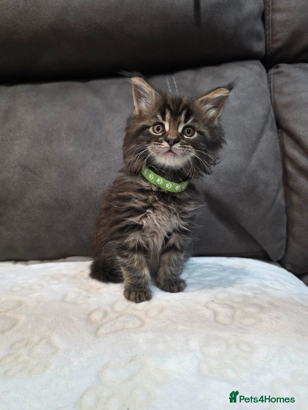 Maine Coon cats for sale: Maine Coon Kittens - Advert 5