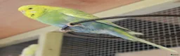 Budgerigars birds for sale: Budgies  in Sleaford - Advert 28