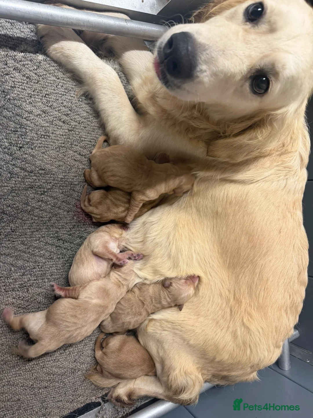 Golden Retriever dogs for sale: Golden retriever puppies ❤️ - Advert 2