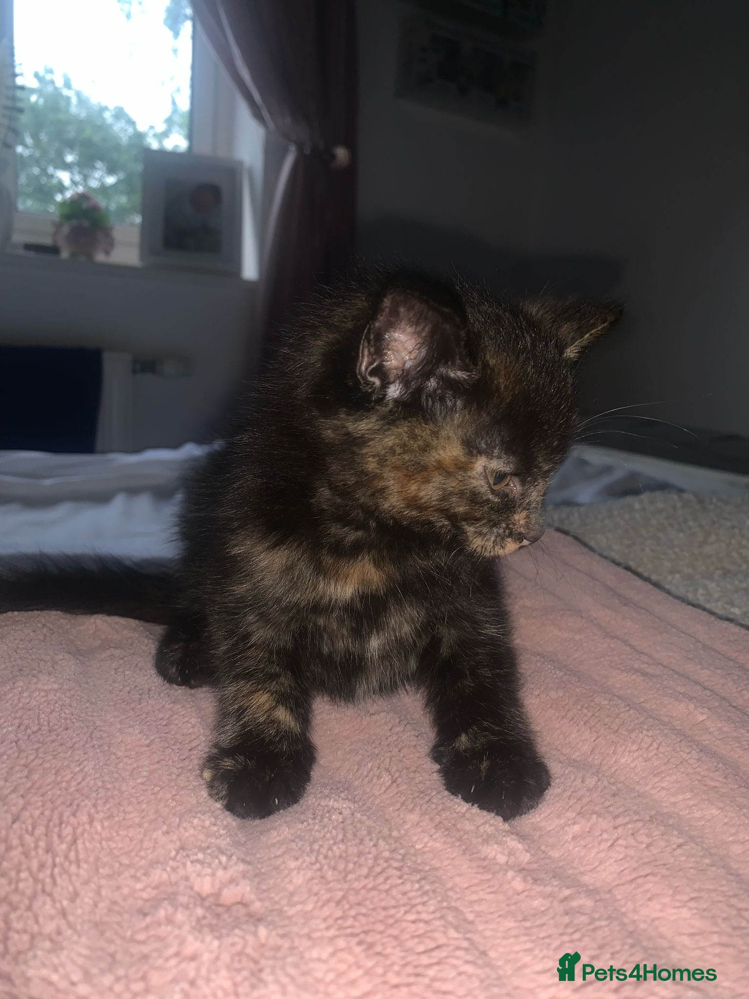 Mixed Breed cats One beautiful female left - Advert 2