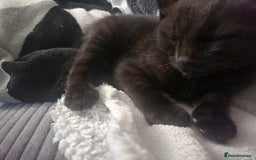 Mixed Breed cats for sale: Playful kittens  - Image 4
