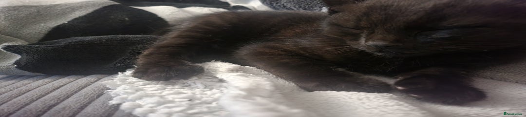 Mixed Breed Kitten 1
