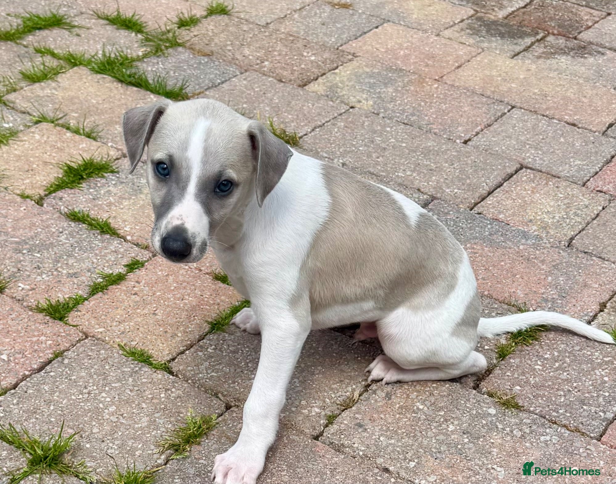 Whippet dogs Beautiful whippet babies! - Advert 2
