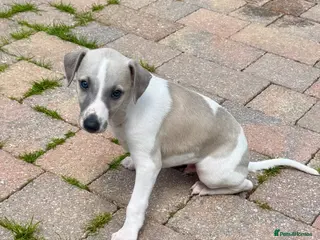 Whippet dogs Beautiful whippet babies! - Advert 2