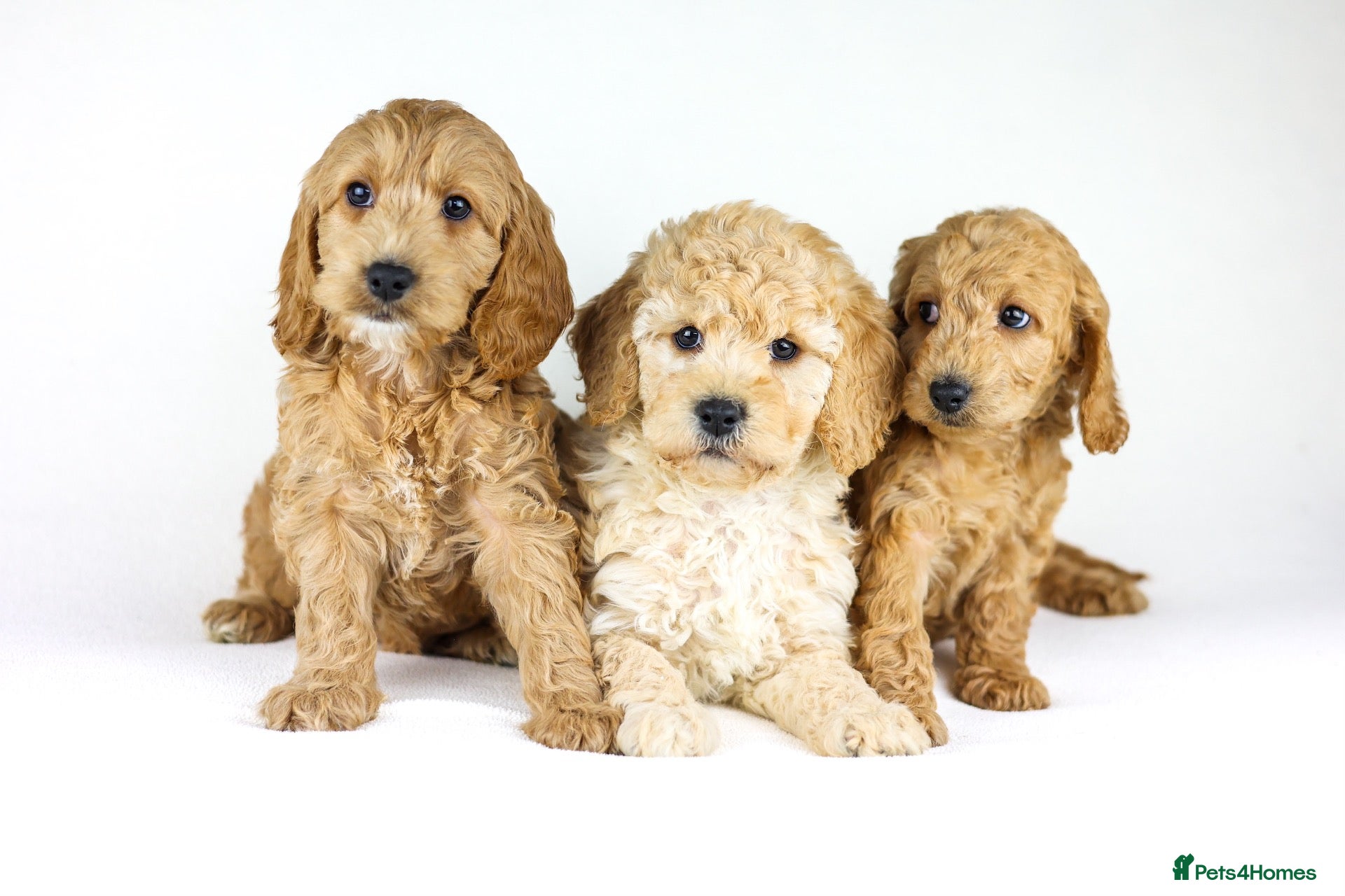 Cockapoo dogs Cockapoo males and females  - Advert 21