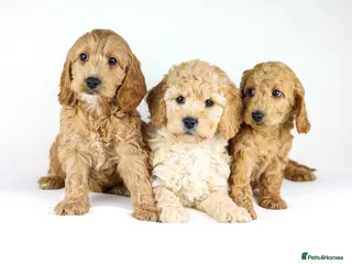 Cockapoo dogs Cockapoo males and females - Advert 21