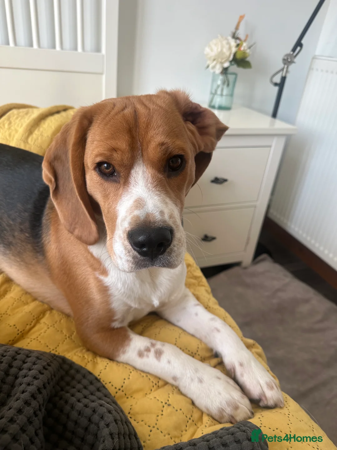 Beagle dogs for sale: 11 months old beagle  - Advert 6