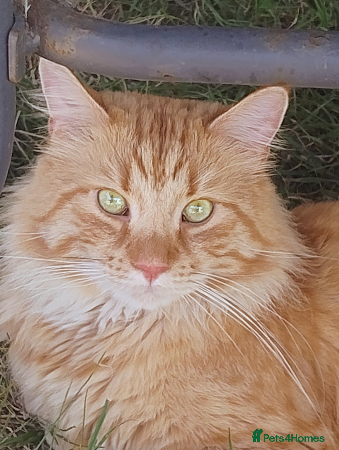 Maine Coon cats for sale: Maine coon kittens - Image 12