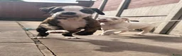 Boxer dogs for sale: Outstanding puppies - best pedigree 73 champions - Advert 27