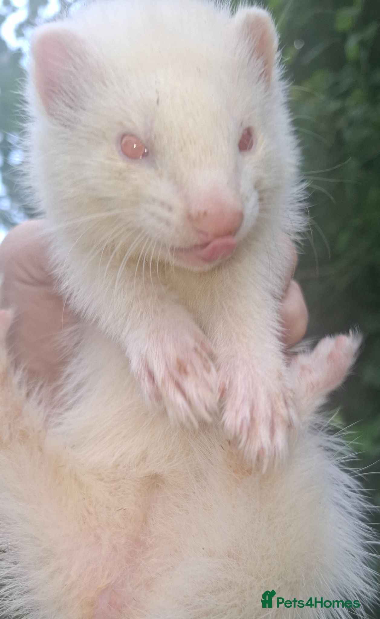 Ferret rodents Albino, Silver & Sable Ferrets -Discount for pairs - Advert 1
