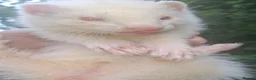 Ferret rodents for sale: 2 Albino Jills £50 - Advert 2