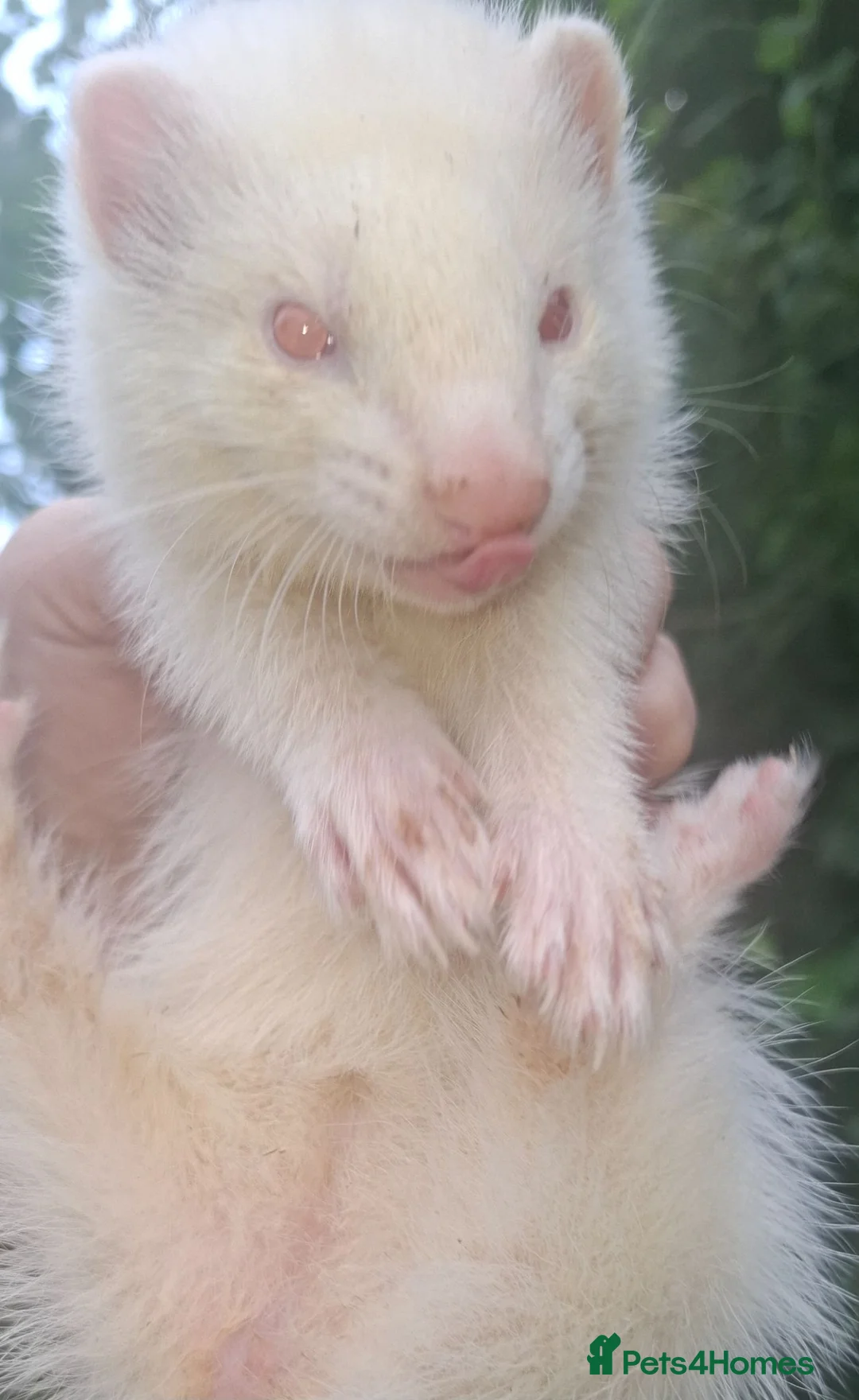 Ferret rodents for sale: 2 Albino Jills £50 - Advert 2