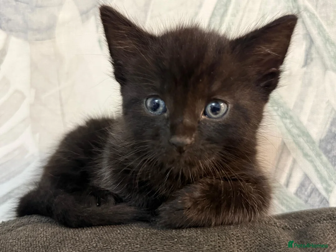 Mixed Breed cats for sale: must go to loving homes - Advert 2