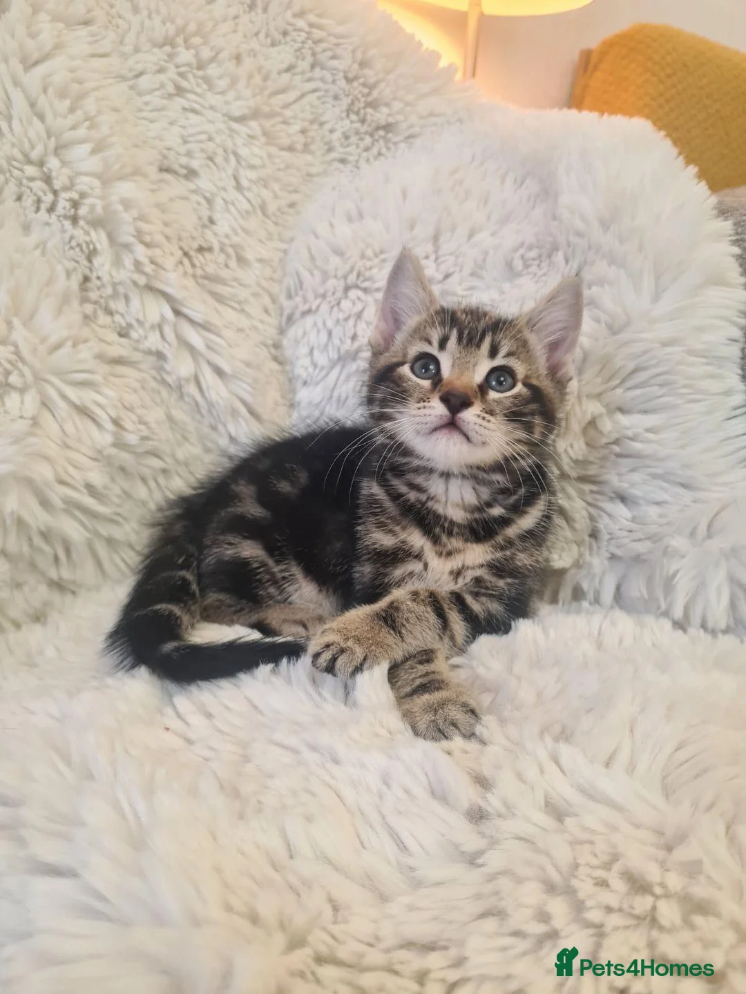 Mixed Breed cats for sale: 4 beautiful boys  - Advert 17