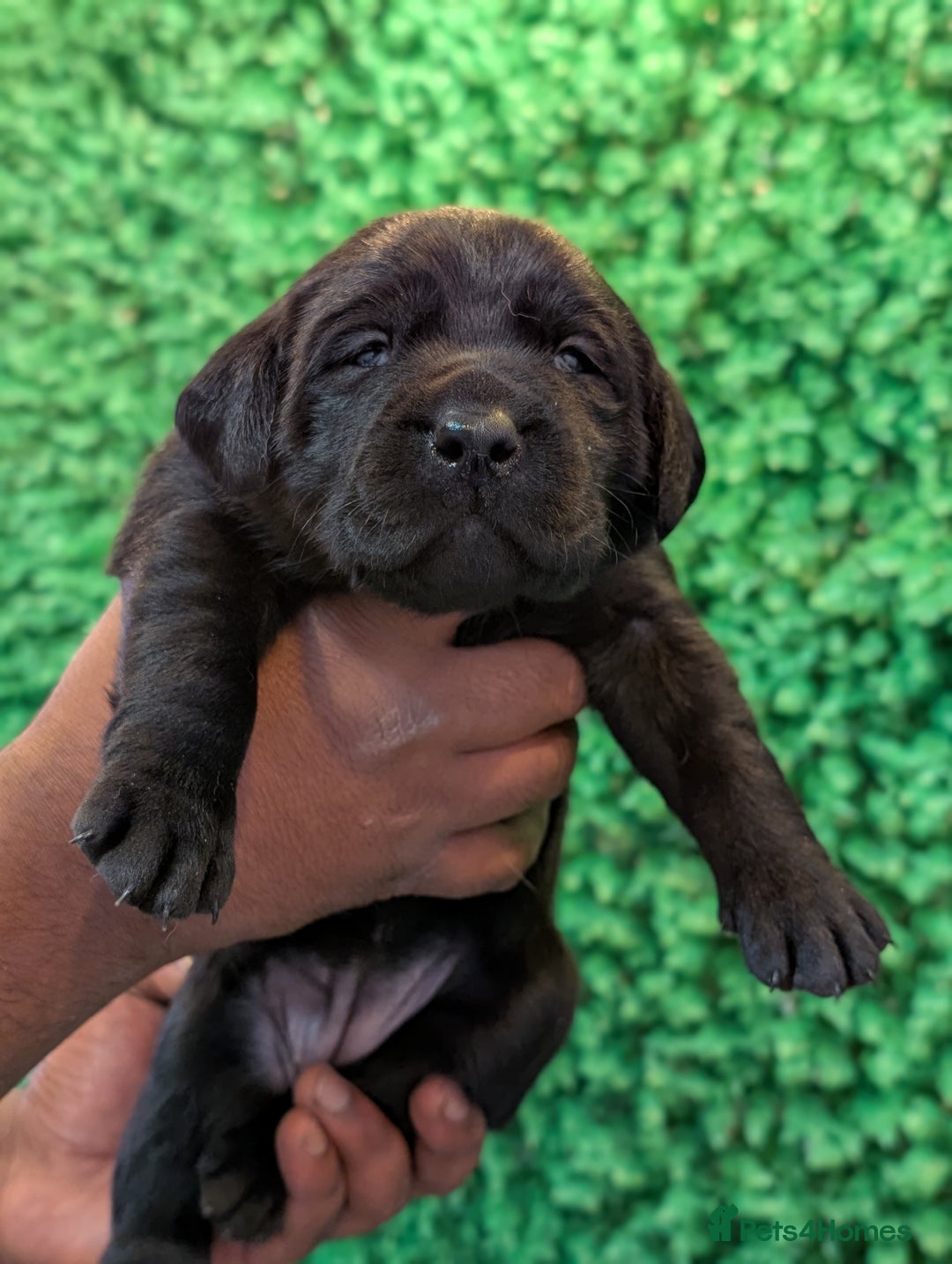 Labrador Retriever dogs for sale: CHUNKY BLACK AND CHOCOLATE PEDIGREE LABS - Image 9
