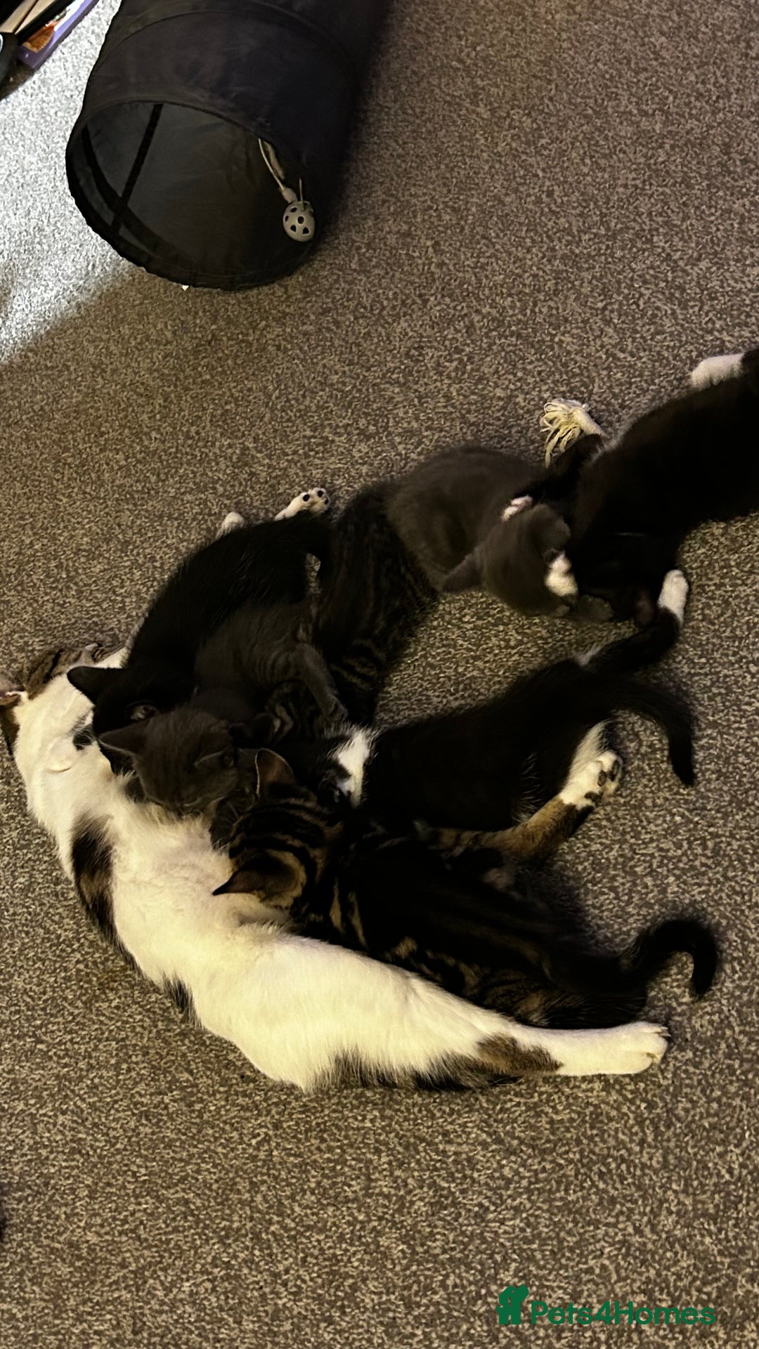 Domestic Shorthair cats for sale: 7 very adorable kittens  - Image 4