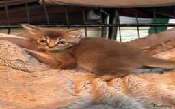 Mixed Breed cats for sale: Maine coon x Scottish fold kittens - Image 29
