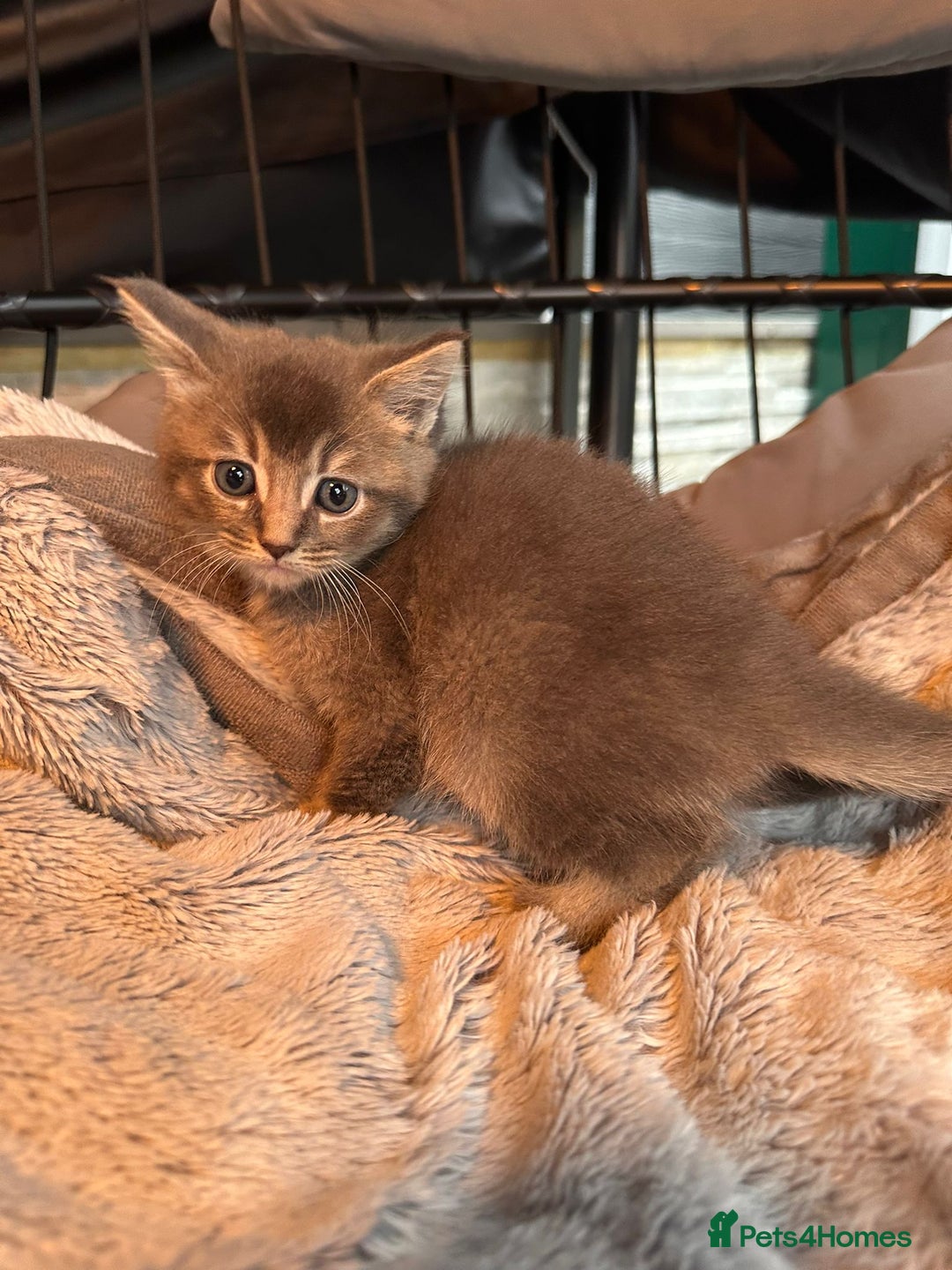 Mixed Breed cats for sale: Maine coon x Scottish fold kittens - Image 29