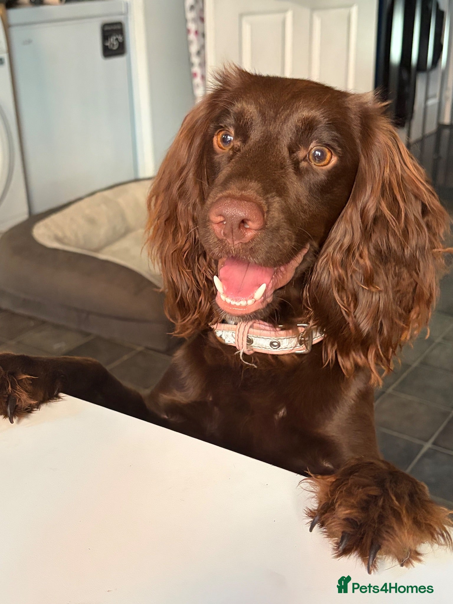 Cocker Spaniel dogs Chocolate cocker spaniel puppy 10 months old - Advert 2