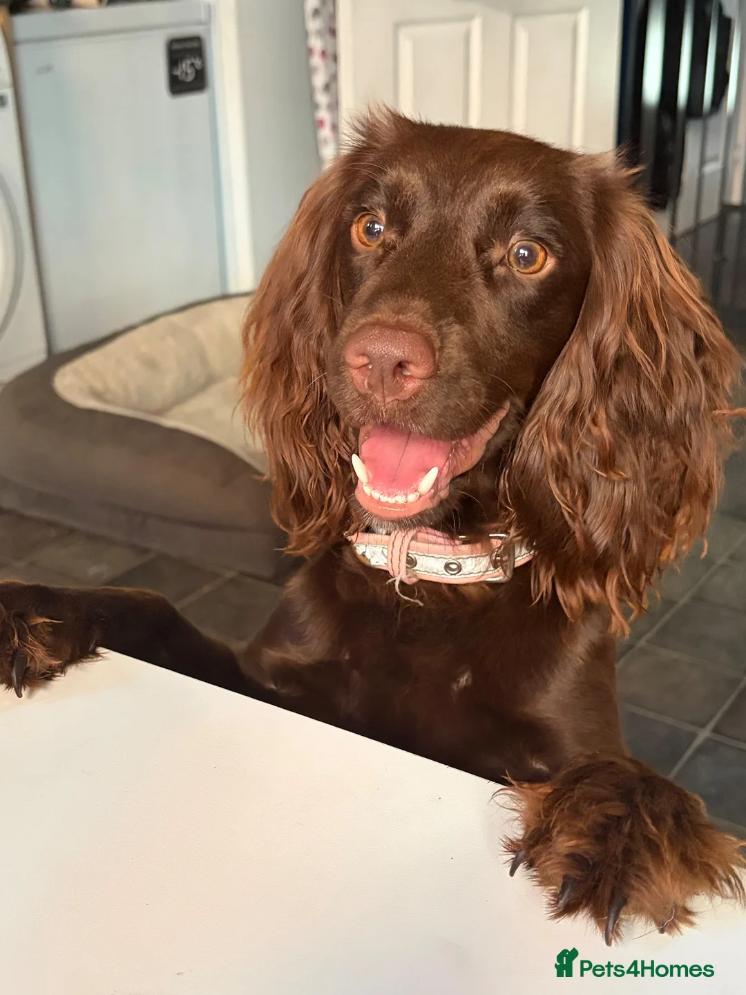 Cocker Spaniel dogs for sale: Chocolate cocker spaniel puppy 10 months old in Dagenham - Advert 1