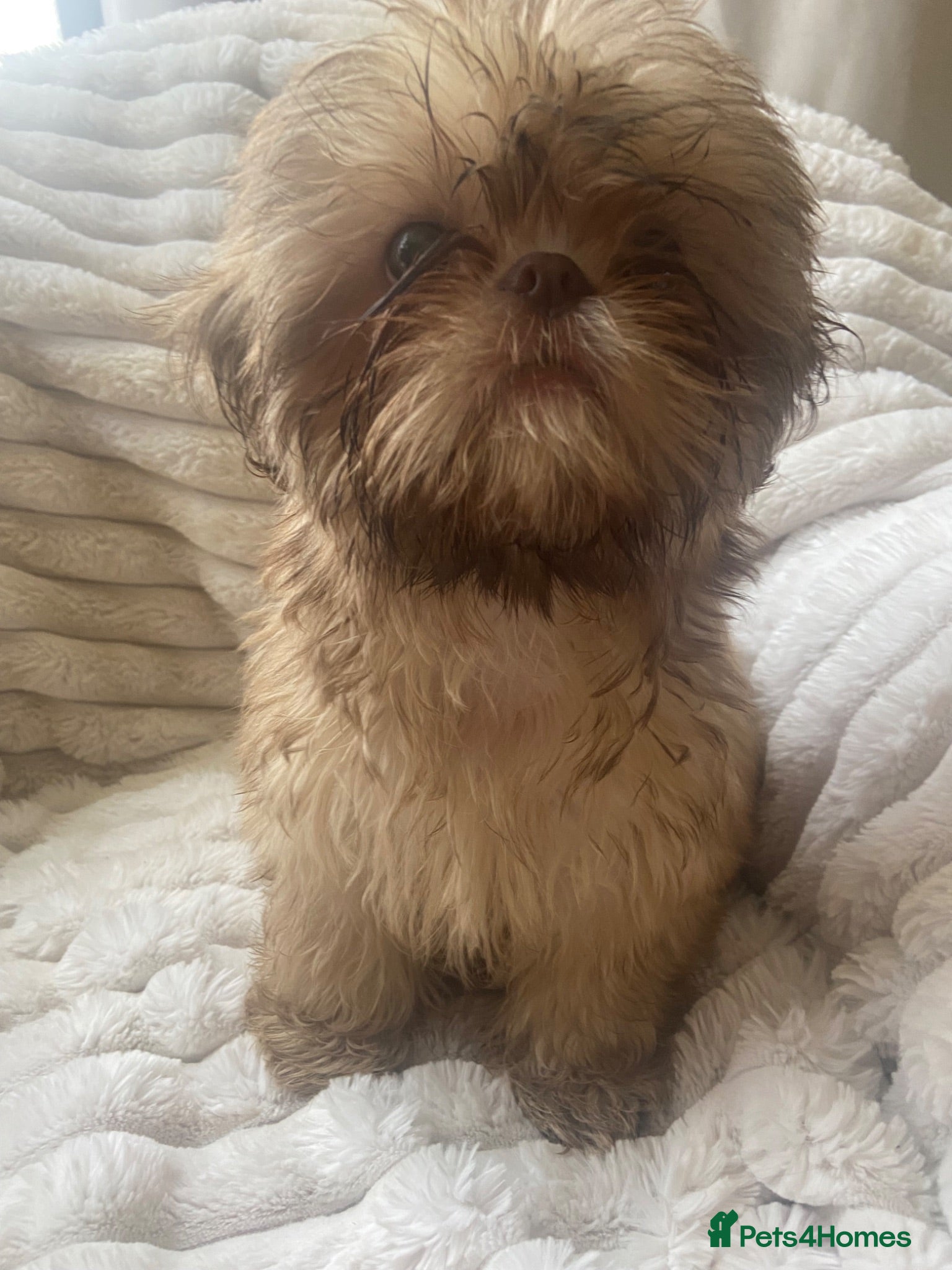 Shih Tzu dogs Beautiful shihtzu pups  - Advert 1