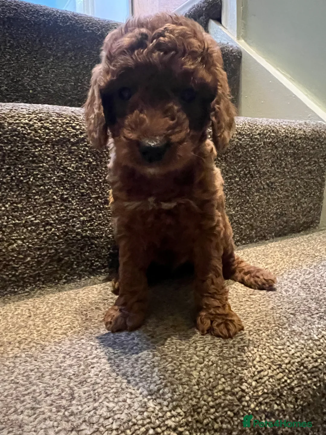 Cockapoo dogs for sale: Lovely litter of F2 cockapoos  - Advert 2