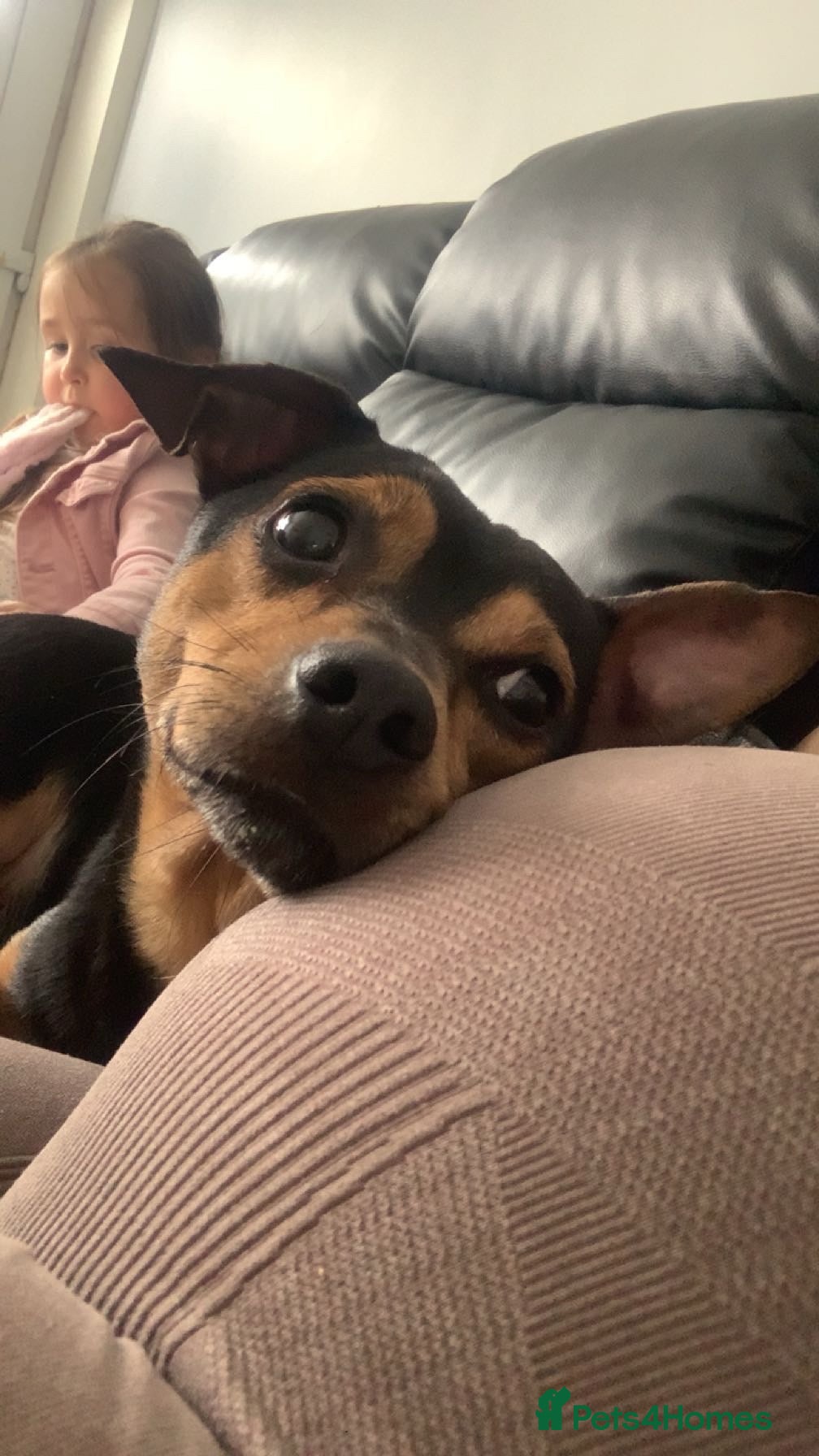 Mixed Breed dogs Jack russle cross chihuahua  - Advert 2