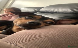 Mixed Breed dogs for sale: Jack russle cross chihuahua  - Image 1