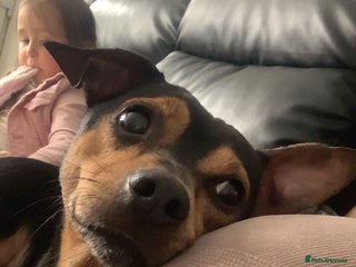 Mixed Breed dogs - Advert 7