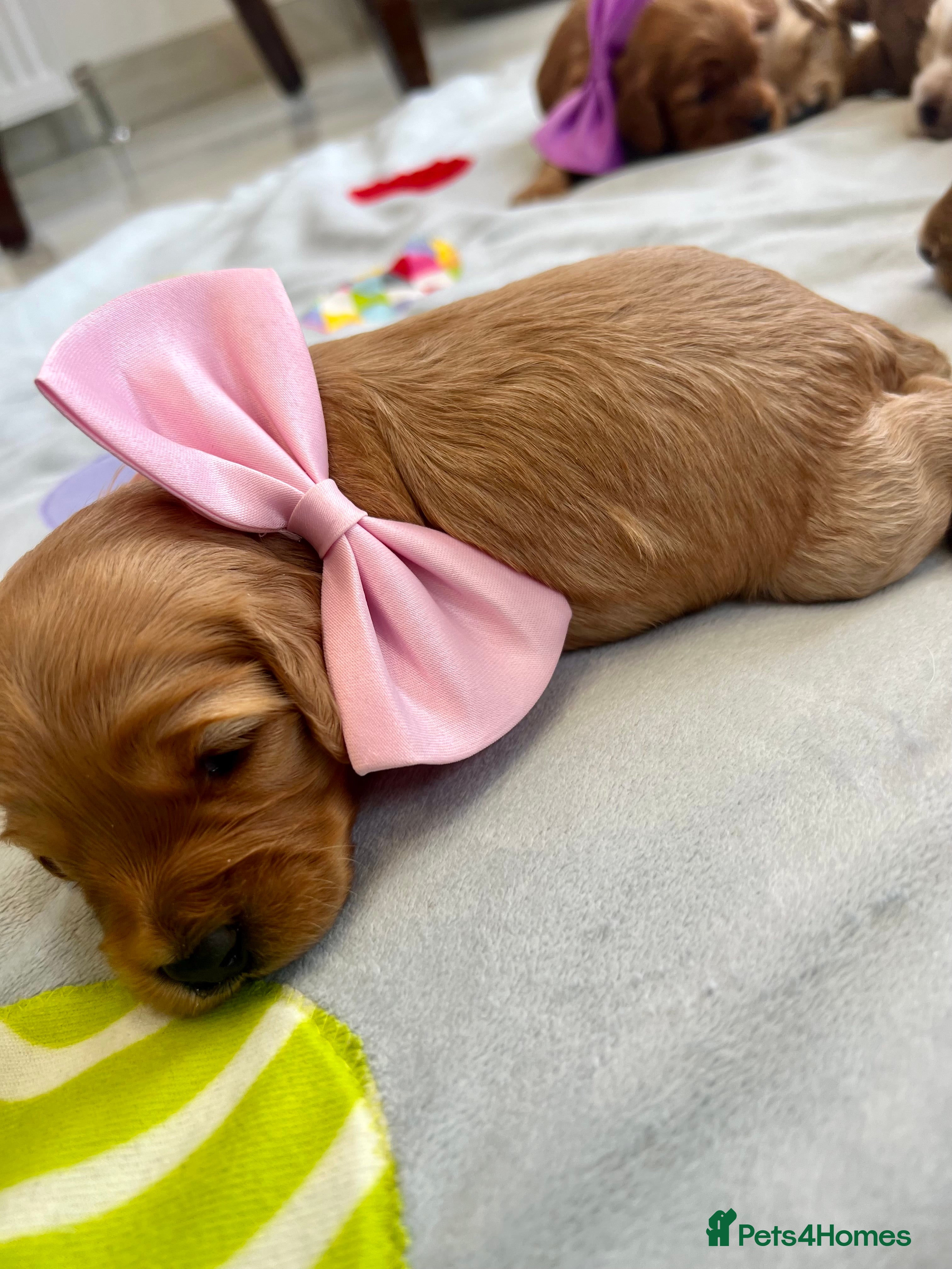 Cockapoo dogs Fabulous Cockapoo Puppies - Advert 2