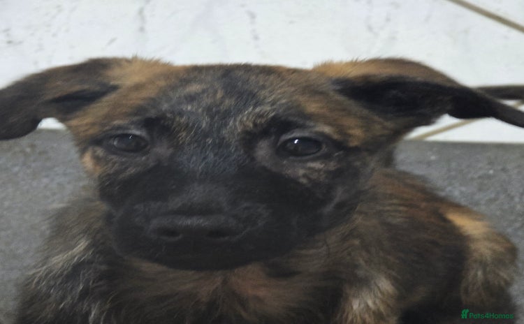 Mixed Breed dogs - Advert 7