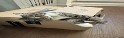 Mixed Breed cats for sale: Mixed breed kittens - Advert 10