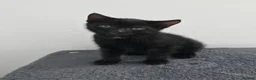 Mixed Breed cats for sale: Black male kitten - Advert 2