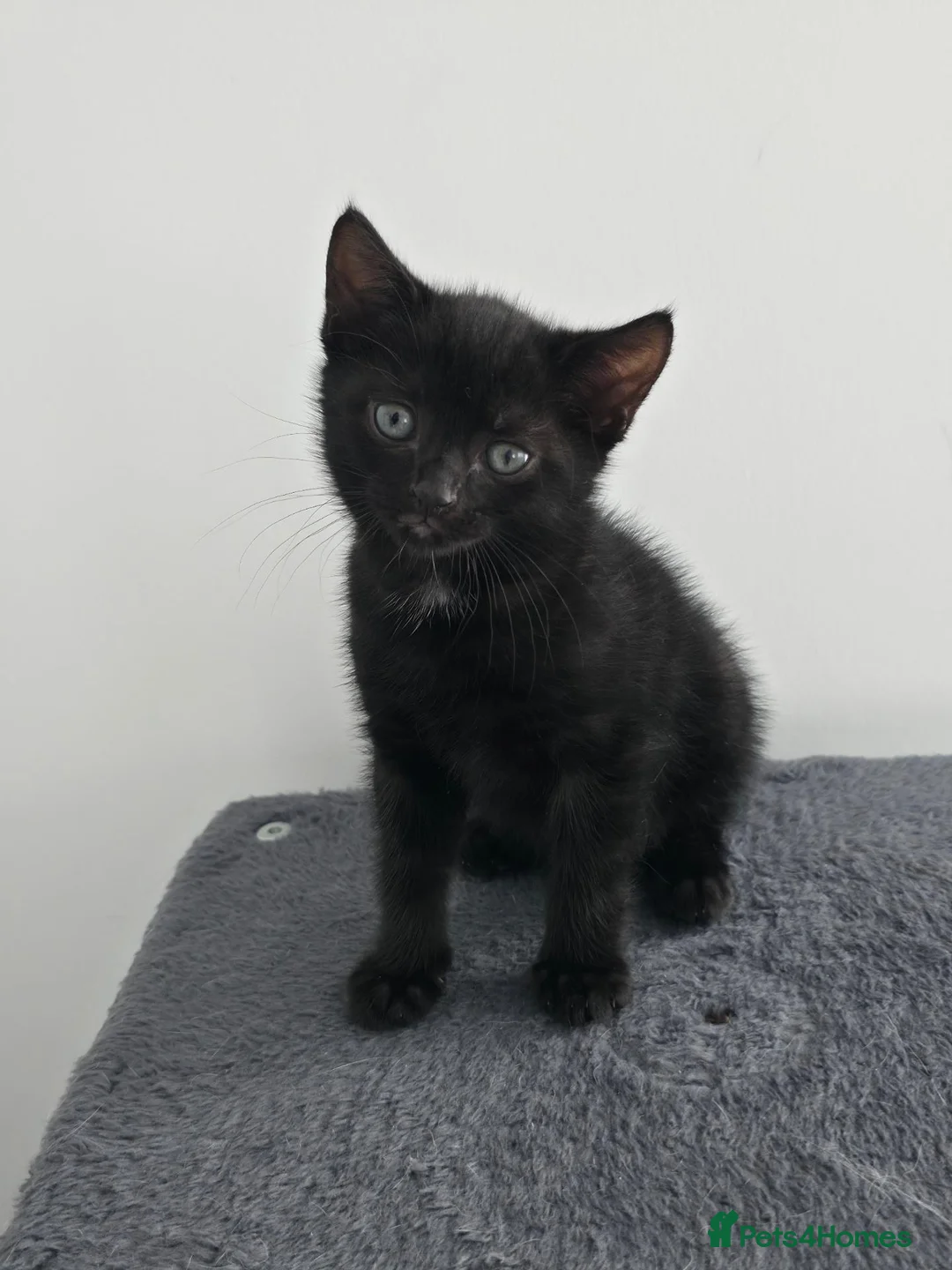 Mixed Breed cats for sale: Black male kitten - Advert 2