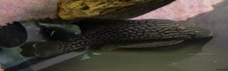 Plecos fish for sale: Beautiful L330 Watermelon Pleco  - Advert 1