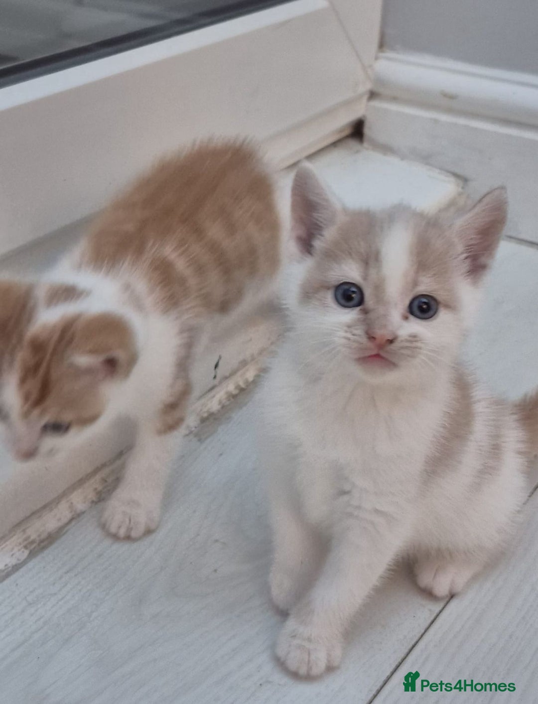 Mixed Breed cats for sale: 6 beautiful kittens (3 male, 3 females) for sale - Image 11