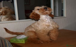 Cockapoo dogs for sale: Cockerpoo Puppy 5mths old - Image 3