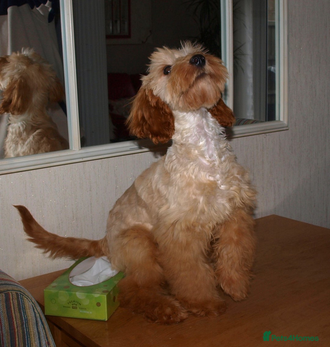Cockapoo dogs for sale: Cockerpoo Puppy 5mths old - Image 3
