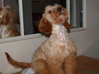 Cockapoo dogs - Advert 3