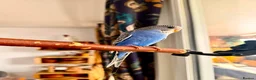 Budgerigars birds for sale: Beautiful tame baby budgies for sale  - Advert 6