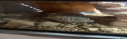 Leopard Gecko reptiles for sale: Leopard gecko  in Bournemouth - Advert 3