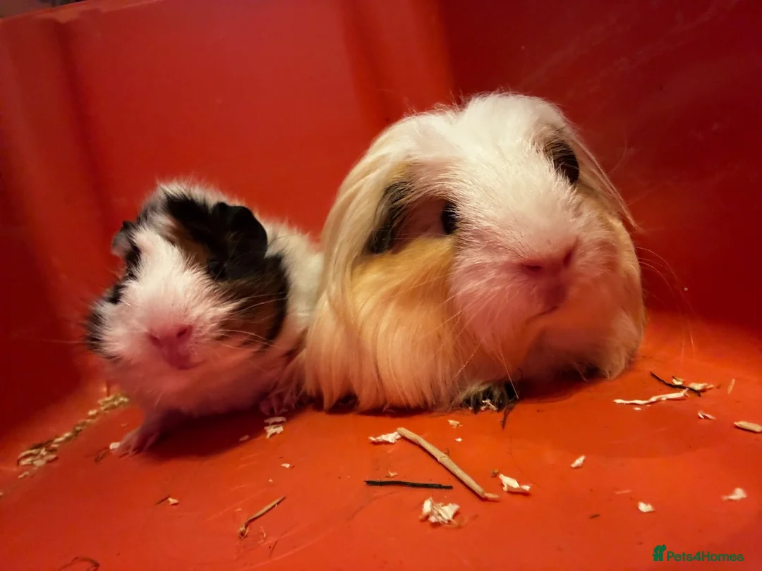 Guinea Pig rodents for sale: Pair of male guinea pigs  - Advert 3