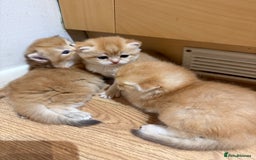British Longhair cats for sale: GCCF reg BLH Chocolate Golden Blue/Green/Odd Eyes - Image 14