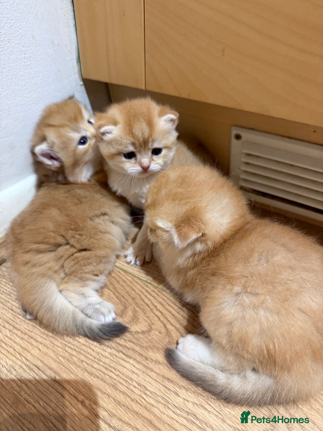 British Longhair cats for sale: GCCF reg BLH Chocolate Golden Blue/Green/Odd Eyes - Image 14