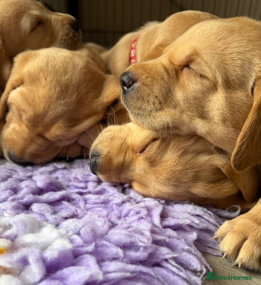 Labrador Retriever dogs for sale: Kc Red/yellow*READY NOW*Labrador Puppies  in Bacup - Image 14